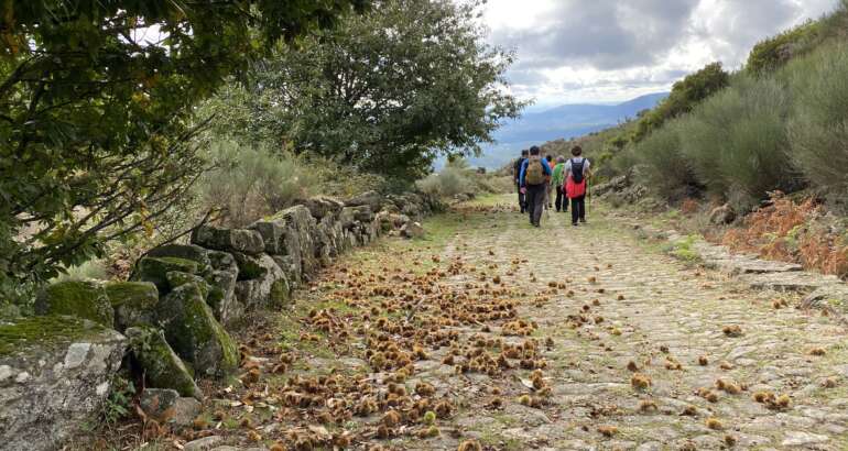 Fotografía que presenta un momento de la actividad, del programa Camina Extremadura, celebrada el 30 de octubre en Sierra de Gata. Aparece una calzada con empedrado antiguo, en el medio natural, sobre la que un grupo de senderistas van caminando